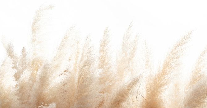 The Importance of Spinal Health for Overall Wellness image